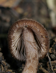 Inocybe cincinnata