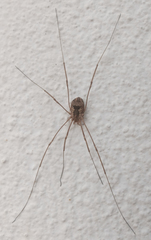 Metaphalangium abstrusum