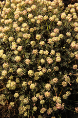 Eriogonum thymoides