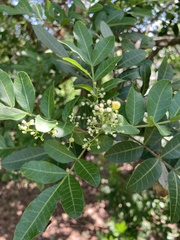 Schinus terebinthifolia