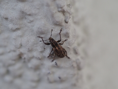 Andrion regensteinense