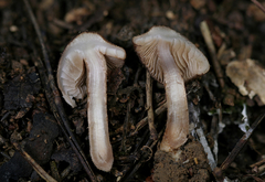 Inocybe cincinnata