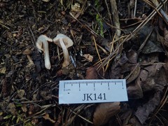 Inocybe cincinnata