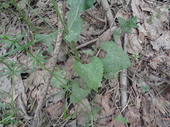 Doronicum carpaticum