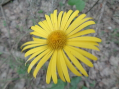Doronicum carpaticum