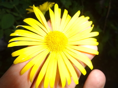 Doronicum carpaticum