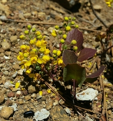 Berberis pumila