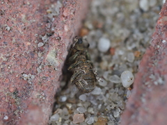 Andrion regensteinense