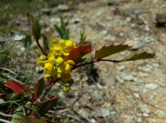 Berberis pumila