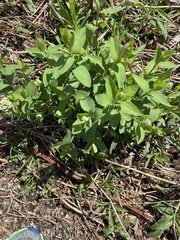 Lonicera villosa
