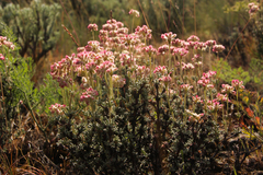 Eriogonum thymoides