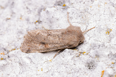 Orthosia cruda