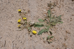 Launaea capitata