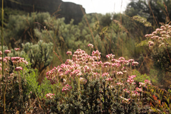Eriogonum thymoides