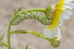 Cucullia chamomillae