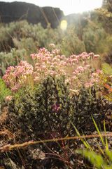 Eriogonum thymoides