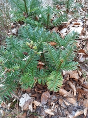 Abies nordmanniana