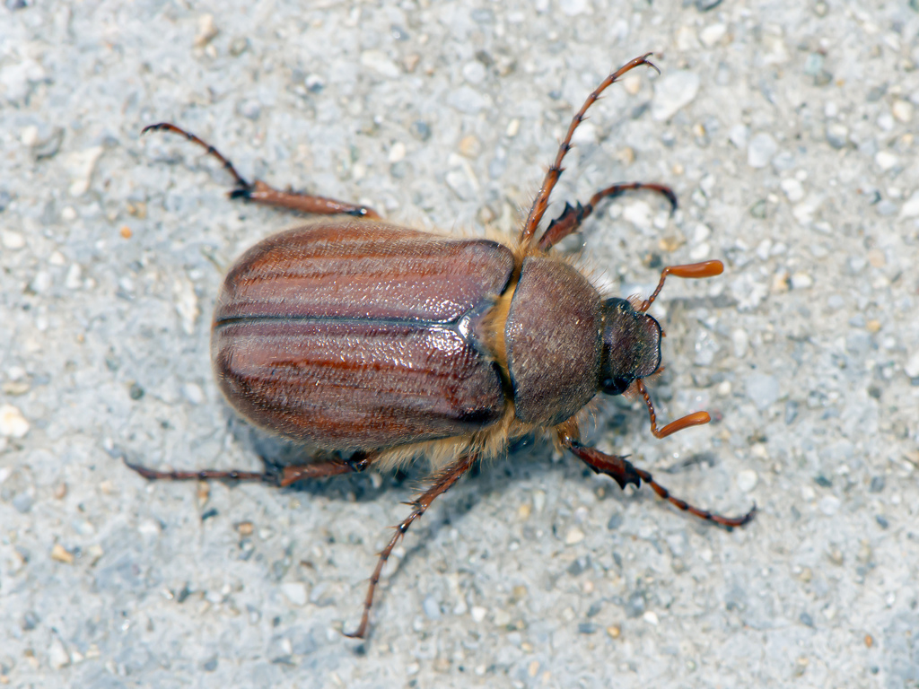 Holochelus fraxinicola