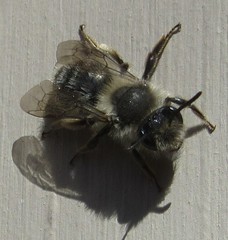 Andrena frigida
