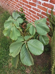 Pseudobombax ellipticum