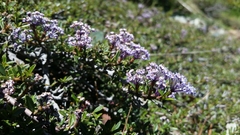 Ceanothus pumilus