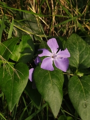 Vinca major
