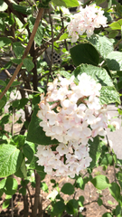 Viburnum carlesii