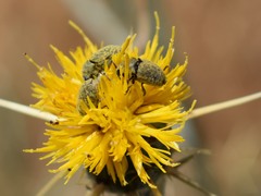 Larinus curtus