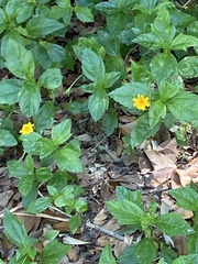 Sphagneticola trilobata