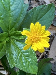 Sphagneticola trilobata