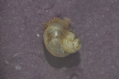 Bithynia leachii
