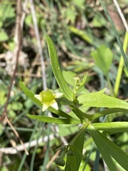 Ranunculus micranthus