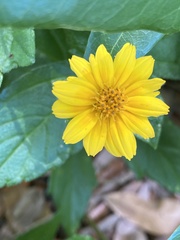 Sphagneticola trilobata