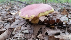 Butyriboletus roseopurpureus