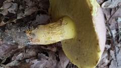 Butyriboletus roseopurpureus