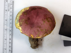 Butyriboletus roseopurpureus