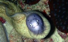 Gymnothorax griseus