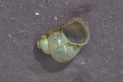Bithynia leachii