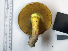 Butyriboletus roseopurpureus
