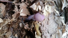 Cortinarius cylindripes