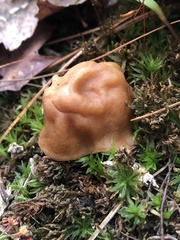 Gyromitra korfii