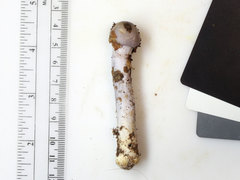 Cortinarius cylindripes