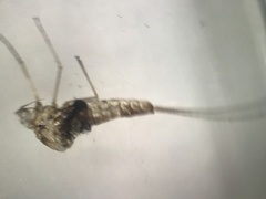 Callibaetis