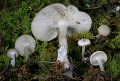Clitocybe coniferophila