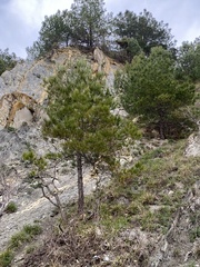Pinus brutia pityusa