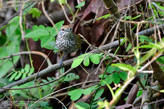 Pheugopedius maculipectus