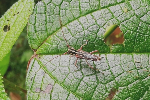 Glenea diverselineata, 2022-04-22