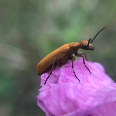 Epicauta callosa