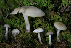 Clitocybe coniferophila