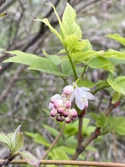 Staphylea colchica